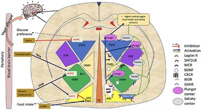 Understanding the Effects of Antipsychotics on Appetite Control